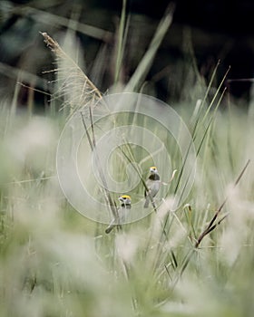 Blackbreasted weaver nest making