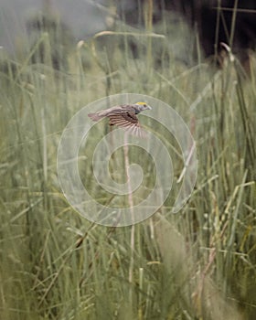 Blackbreasted weaver nest making