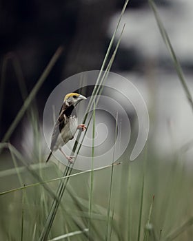 Blackbreasted weaver nest making