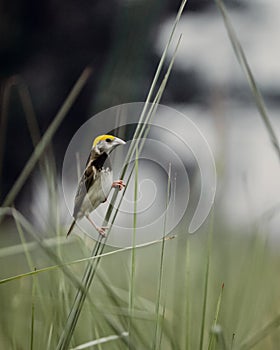 Blackbreasted weaver nest making