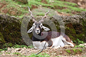 Blackbuck photo