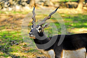 Blackbuck photo