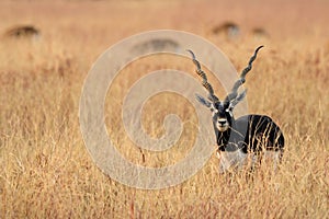 Blackbuck photo