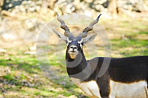 Blackbuck photo