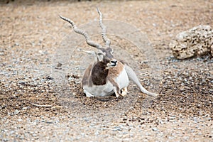 Blackbuck