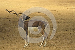 Blackbuck photo