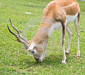 Blackbuck Antelope photo