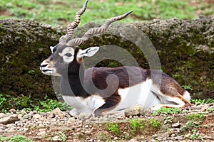 Blackbuck Antelope photo