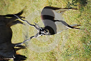 Blackbuck antelope (antilope cervicapra) photo