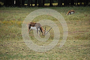 Blackbuck antelope (antilope cervicapra) feeding photo