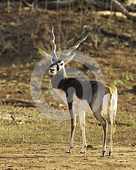Blackbuck Antelope male looking back at camera