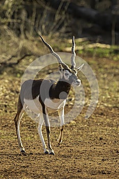 Blackbuck Antelope male walking in open woodland terrain