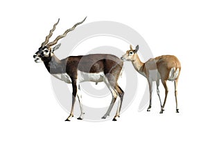 Blackbuck Antelope Pair Isolated photo