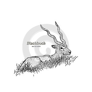 Blackbuck antelope Strepsiceros cervicapra, illustration vector