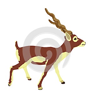 Blackbuck antelope vector illustration isolated on white background. Indian antilope Cervicapra.