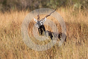 Blackbuck antelope in yellow grass photo