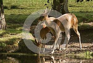 Blackbuck Antelopes photo