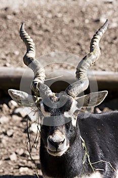 Blackbuck (Antilope cervicapra) photo