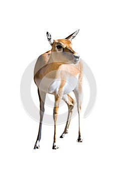 Blackbuck (Antilope cervicapra) female