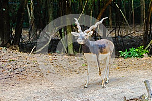 Blackbuck (Antilope cervicapra) or Indian antelope in the open z