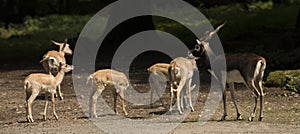 Blackbuck Antilope cervicapra. Karlsruhe, Baden Wuerttemberg, Ger