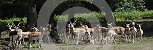 Blackbuck Antilope cervicapra. Karlsruhe, Baden Wuerttemberg, Ger