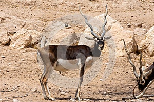 A Blackbuck Antilope cervicapra side view close up