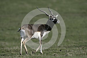 Blackbuck, Antilope cervicapra photo