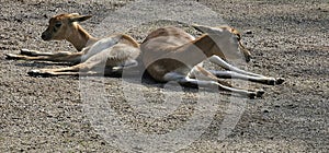 Blackbuck (Antilope cervicapra) in a zoo and animal park