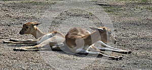 Blackbuck (Antilope cervicapra) in a zoo and animal park