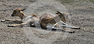 Blackbuck (Antilope cervicapra) in a zoo and animal park