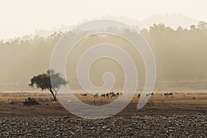 Blackbuck at Blackbuck National Park. A herd of deer grazing in the field in the evening light. the sun sets behind the trees.