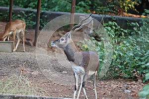 Blackbuck deer pee & x28;Antilope cervicapra