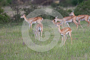 Blackbuck faun