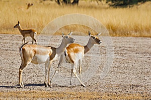 Blackbuck female, Antelope cervicapra, Velavadar National Park, Gujarat, India
