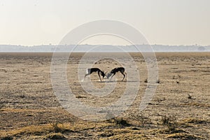 Blackbuck having a males rut