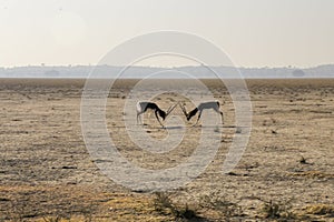 Blackbuck having a males rut