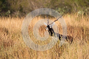 Blackbuck hiding in tall grass
