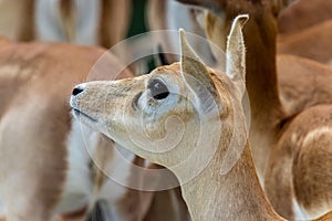 Blackbuck or Indian antelope Antilope cervicapra