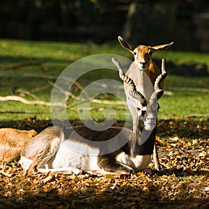 Blackbuck or Indian antilope photo