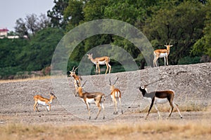 Blackbuck in open field with scenic landscape background at tal chhapar sanctuary india - Antilope cervicapra