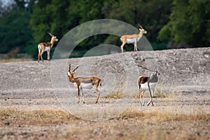Blackbuck in open field with scenic landscape background at tal chhapar sanctuary india - Antilope cervicapra
