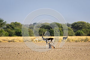 Blackbuck in open field with scenic landscape background at tal chhapar sanctuary india - Antilope cervicapra