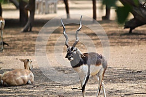 The Blackbuck roaming in the forest