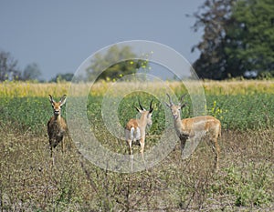 Blackbuck Subadult Males in Alert Mode