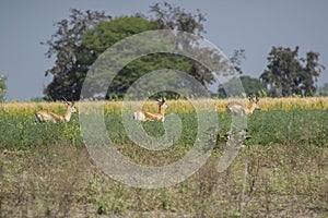 Blackbuck Subadult Males in the Field of Central India