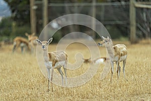 Blackbucks at Monarto Safari Park, South Australia