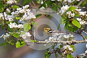 Blackburnian warbler and apple blossoms