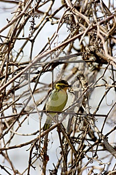 Blackburnian Warbler Female  700819