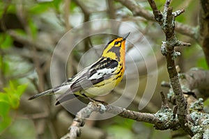 Blackburnian Warbler - Setophaga fusca